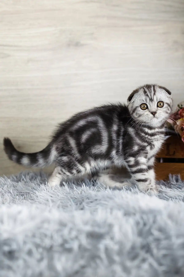 Naomi | scottish fold kitten
