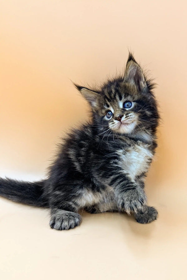 Fluffy tabby kitten with blue eyes sitting, a cute Polydactyl Maine Coon