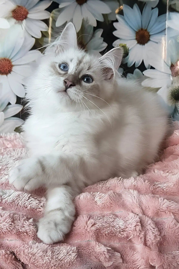 Nathan | siberian kitten