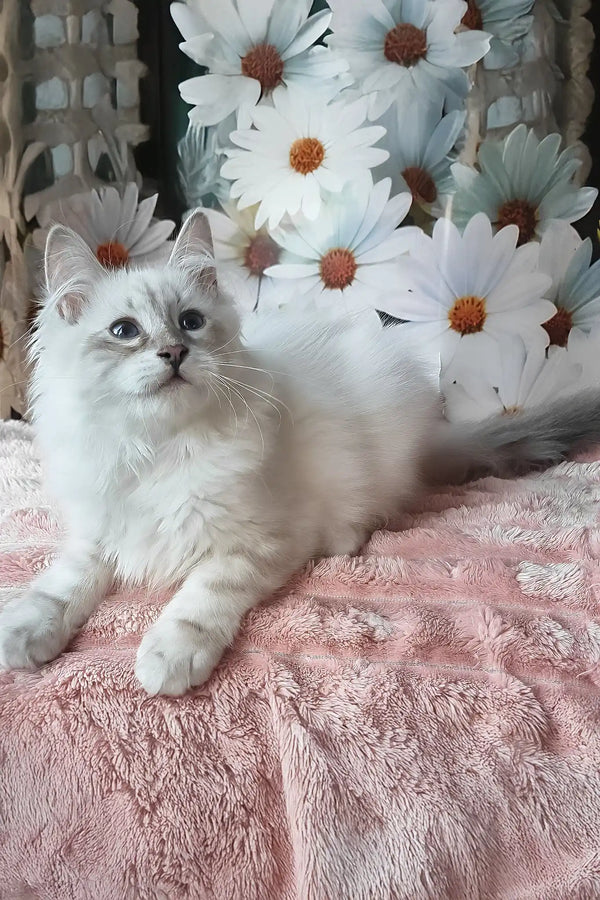 Nathan | siberian kitten