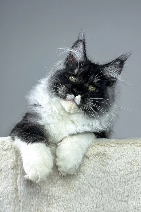 Black and white Maine Coon kitten Nathaniel with long fur and a regal look