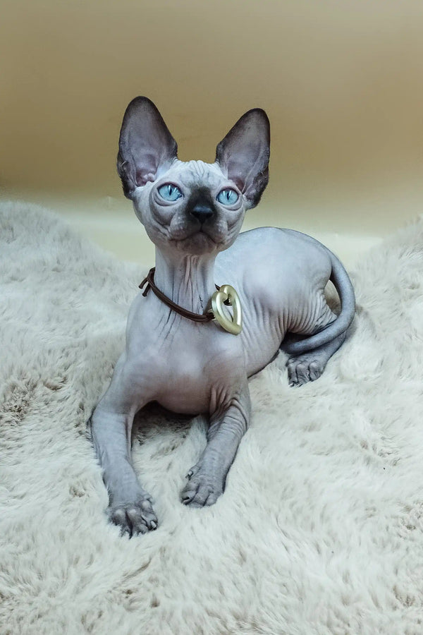Sphynx Kitten Nelson showing off beautiful blue eyes and a stylish pendant