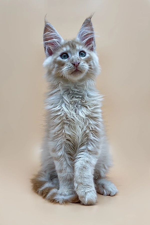 Cute Maine Coon kitten named Nemo with fluffy red silver fur and ear tufts