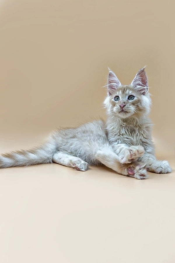 Long-haired gray Maine Coon kitten with blue eyes lounging cutely on its side