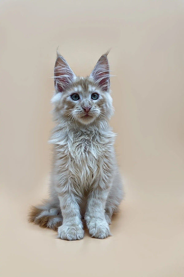 Cute Maine Coon kitten named Nemo with fluffy red silver fur and ear tufts