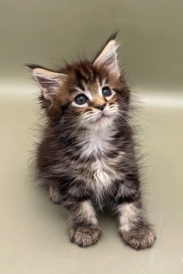 Fluffy Maine Coon kitten with blue eyes and tufted ears in Nensy product display
