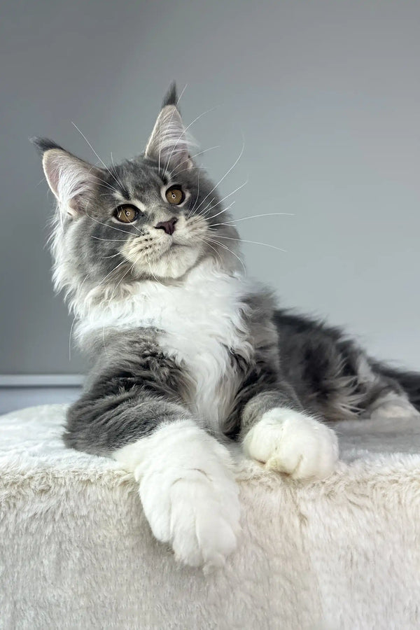Majestic grey and white Maine Coon cat lounging regally in Neptune Maine Coon Kitten