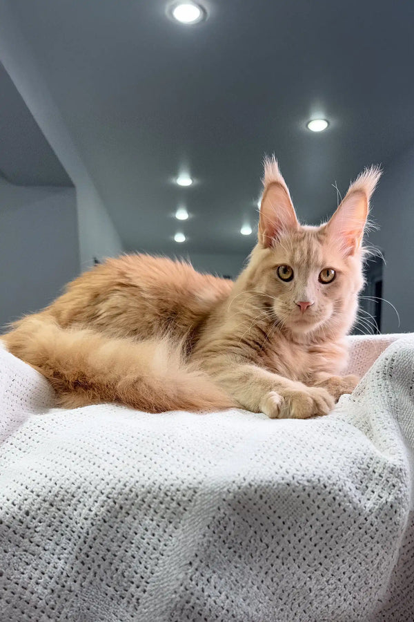 Orange Maine Coon kitten named Niagara looking playful and adorable