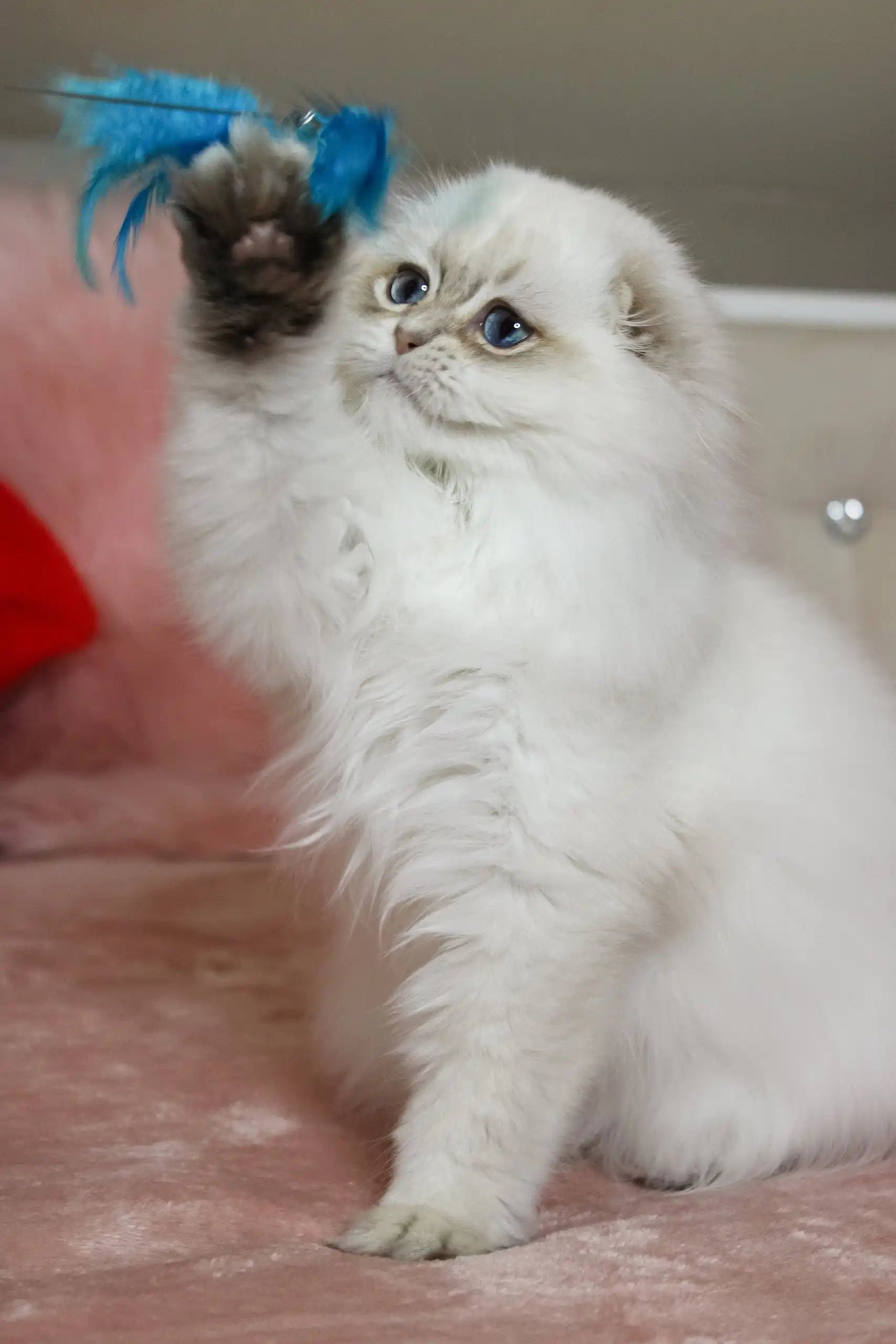 White Persian Kittens White Kittens For Adoption Nicholas Scottish