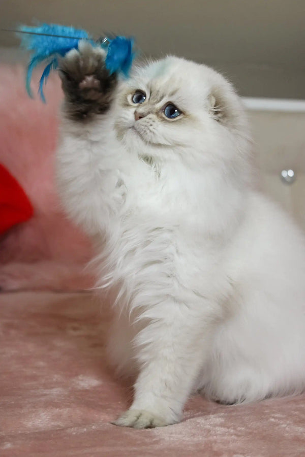 White Persian cat happily playing with a blue feather toy, perfect for Nicholas the kitten