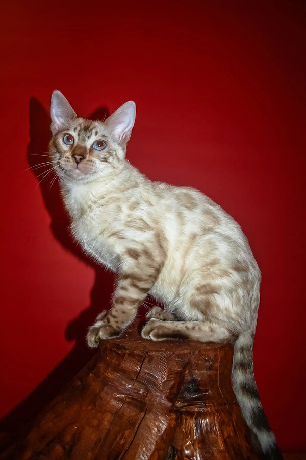 Nick | bengal kitten