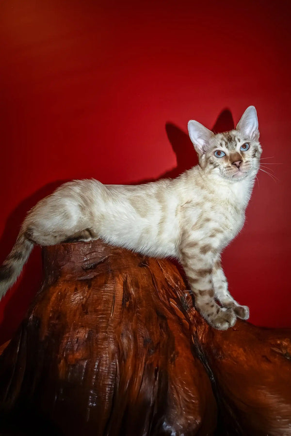 Nick | bengal kitten