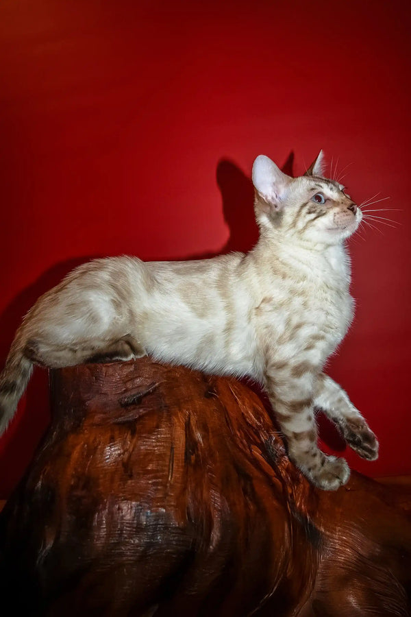 Nick | bengal kitten