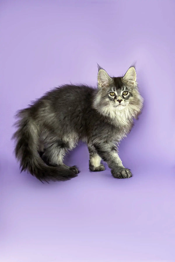 Long-haired Maine Coon kitten with fluffy tail and curious expression