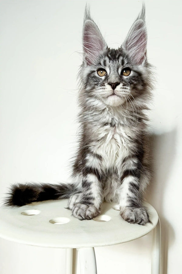 Adorable Maine Coon kitten Nickel with long fur and black silver tabby ear tufts
