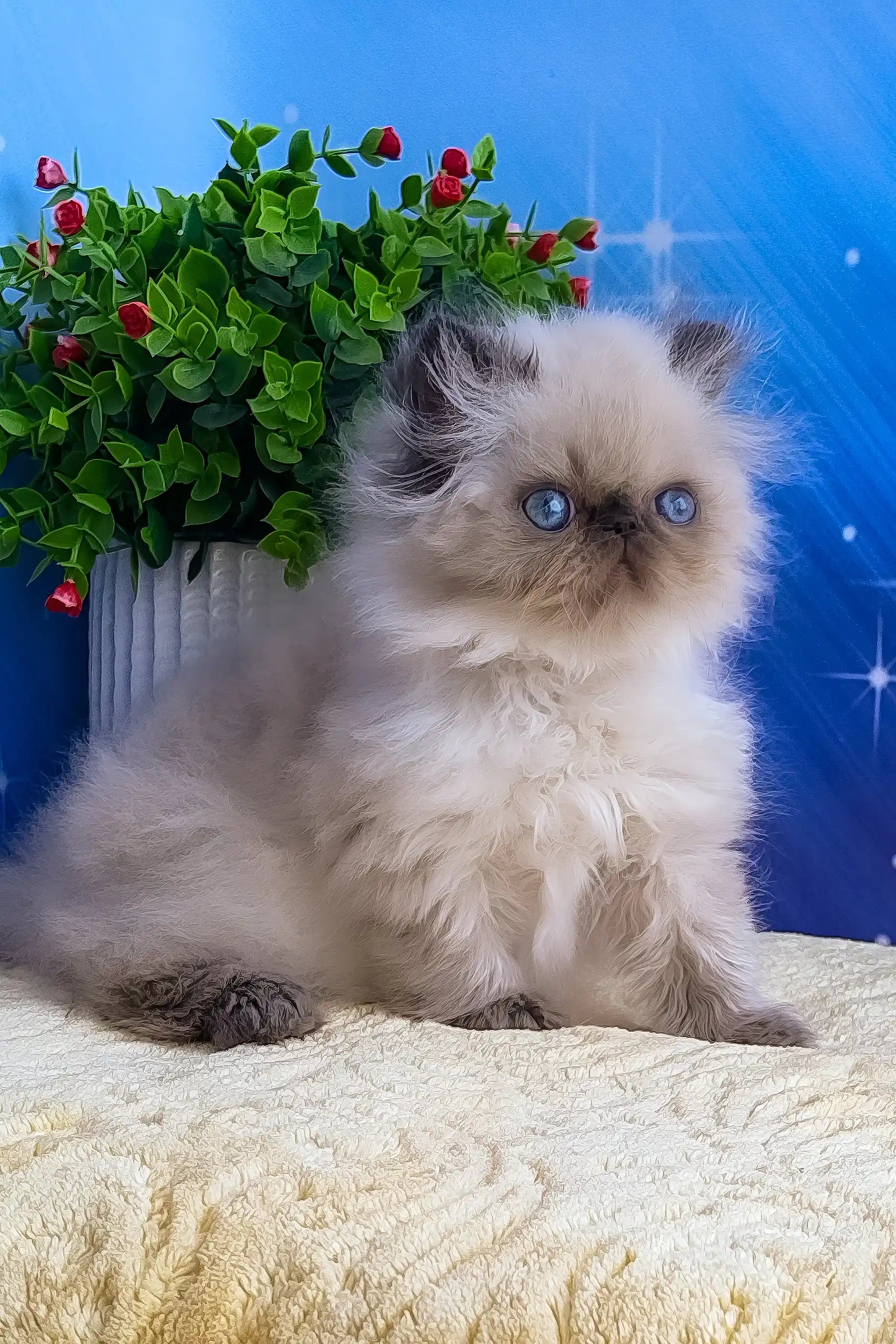 Blue Eyes Black And White Persian Kitten Black And White Persian