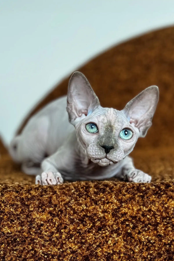 Nicole | canadian sphynx kitten