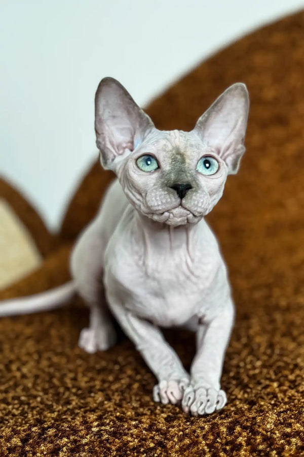 Nicole | canadian sphynx kitten