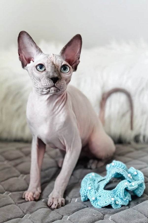 Nicole | canadian sphynx kitten