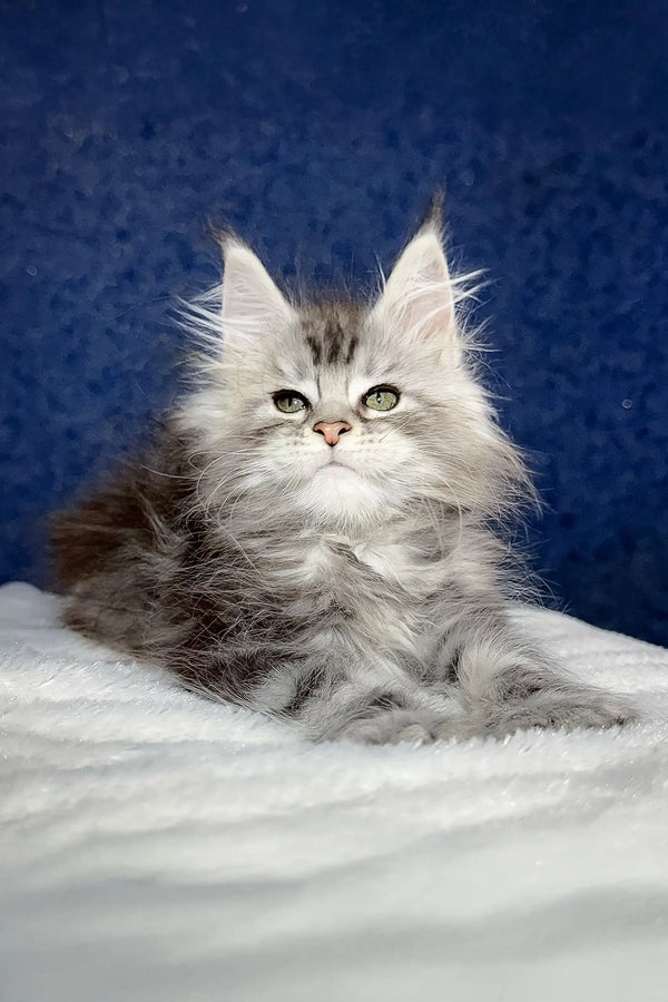 Fluffy gray Maine Coon kitten Nifertiti looking adorable and playful