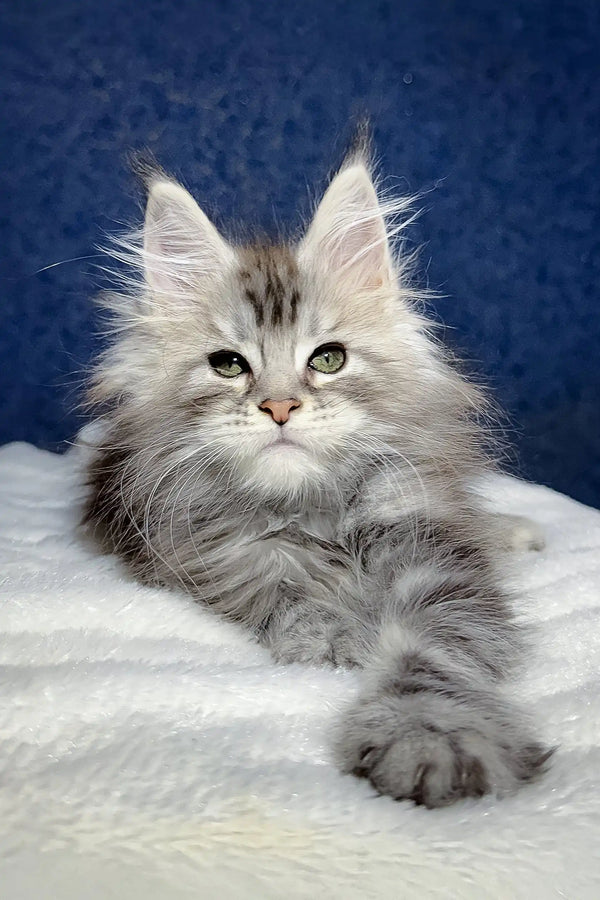 Fluffy gray Maine Coon kitten for Nifertiti, the perfect playful companion