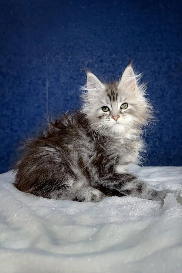 Adorable fluffy gray Maine Coon kitten named Nifertiti, perfect for pet lovers