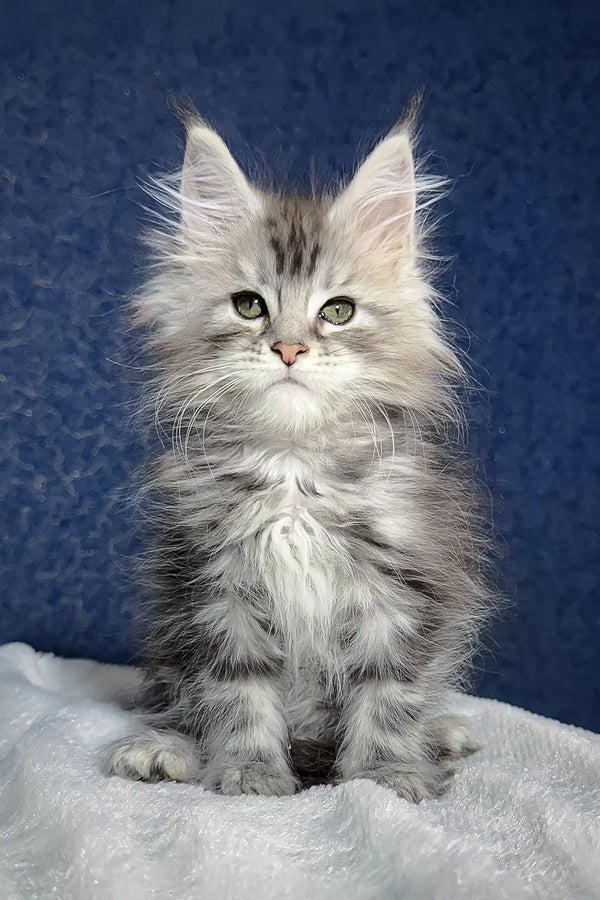 Fluffy gray tabby kitten Nifertiti from Maine Coon Kitten collection