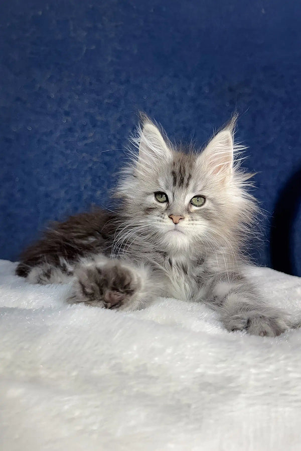 Fluffy gray tabby kitten Nifertiti from Maine Coon Kitten collection