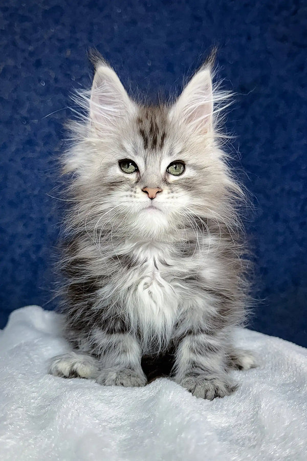 Cute fluffy gray tabby kitten showcasing Nifertiti, a Maine Coon Kitten