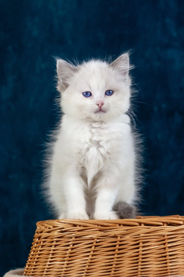 Fluffy white Ragdoll kitten with stunning blue eyes in Nifty product display