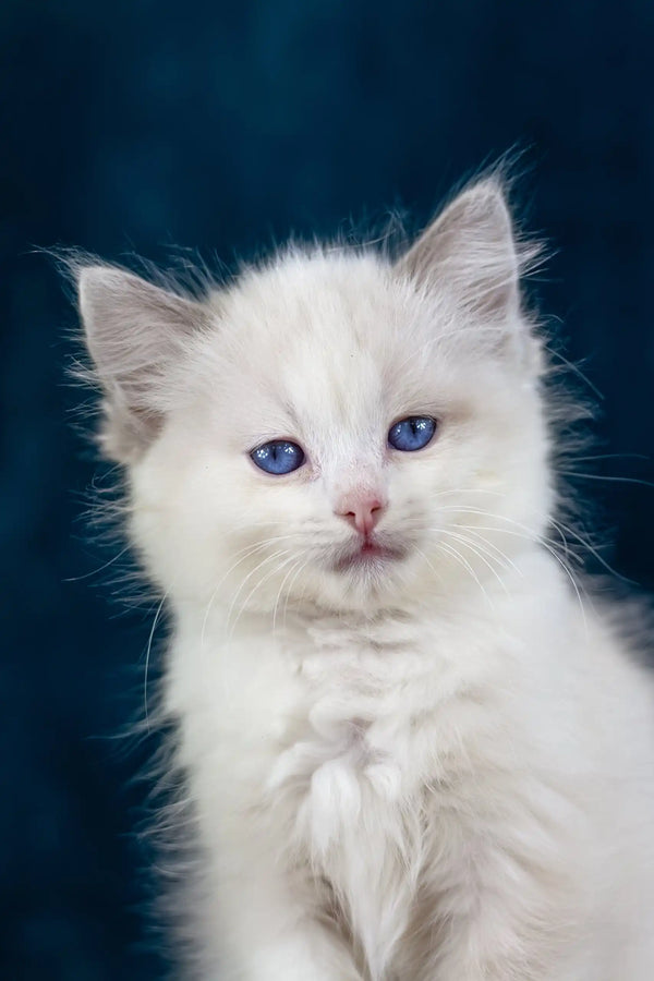 Fluffy white Ragdoll kitten with blue eyes in Nifty product showcase