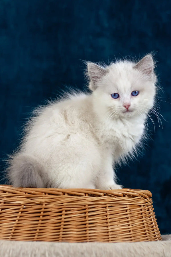 Fluffy white Ragdoll kitten with blue eyes from Nifty, super cute and playful