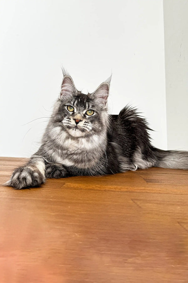 Long-haired gray and white Maine Coon kitten named Night Fury relaxing on wood