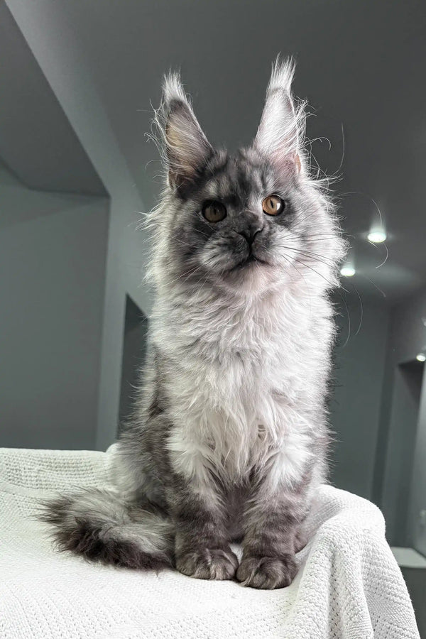 Night | maine coon kitten