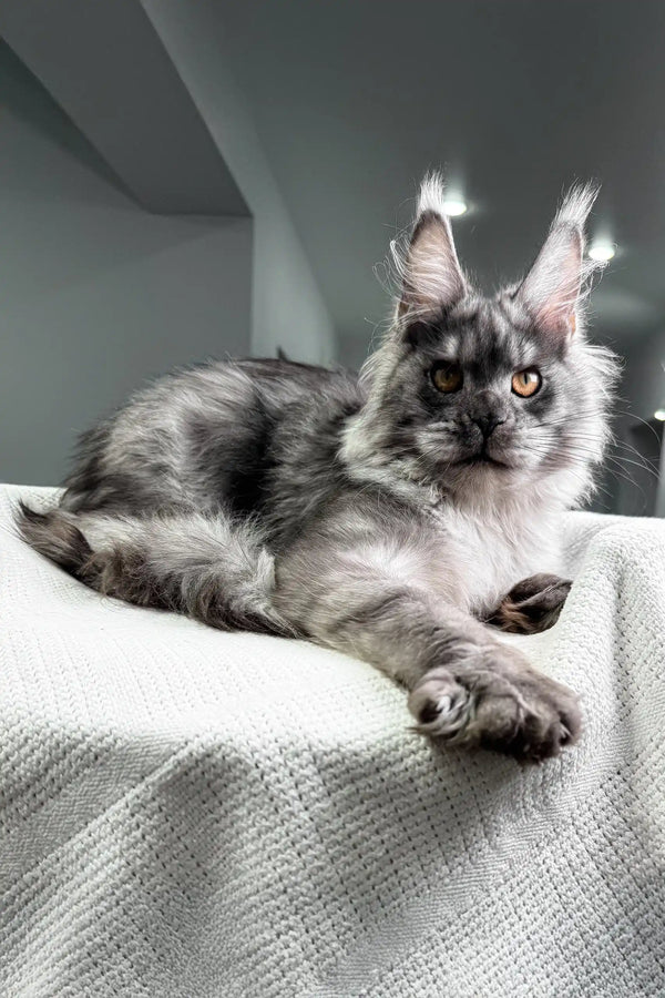 Night | maine coon kitten