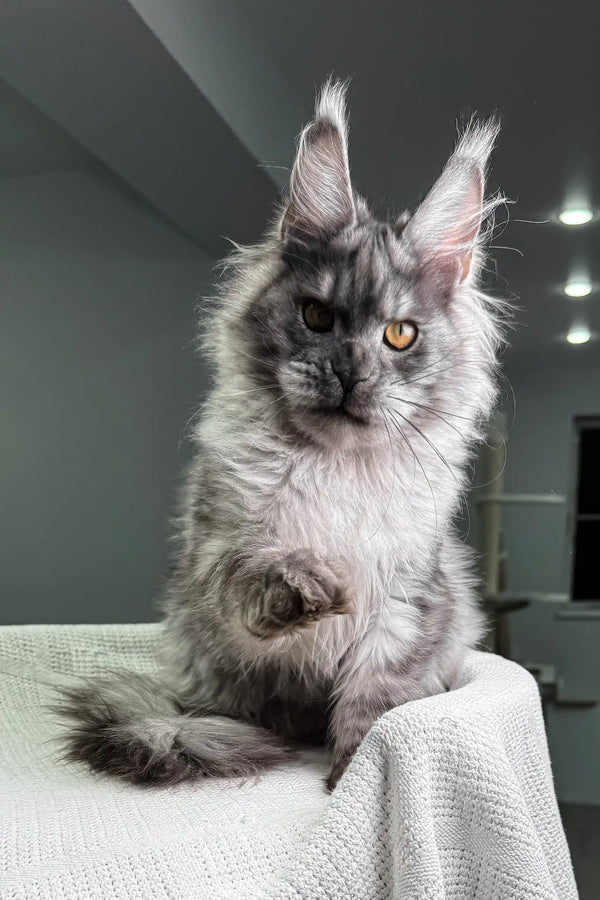 Night | maine coon kitten