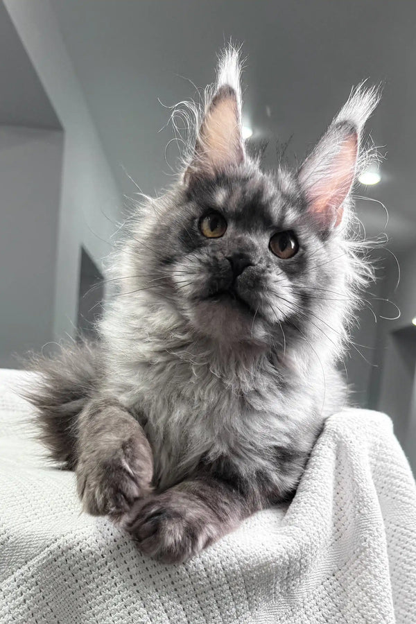 Night | maine coon kitten