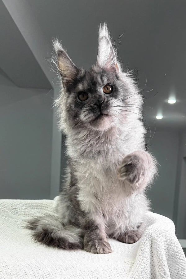 Night | maine coon kitten