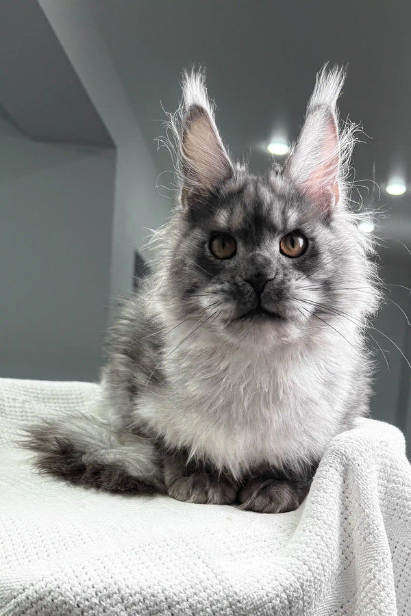 Night | maine coon kitten