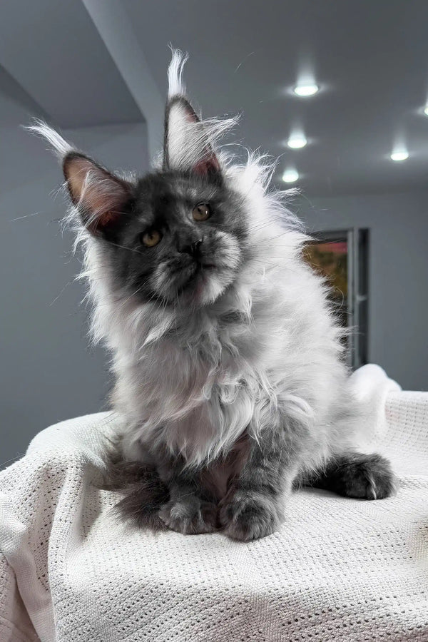 Nighthawk | maine coon kitten