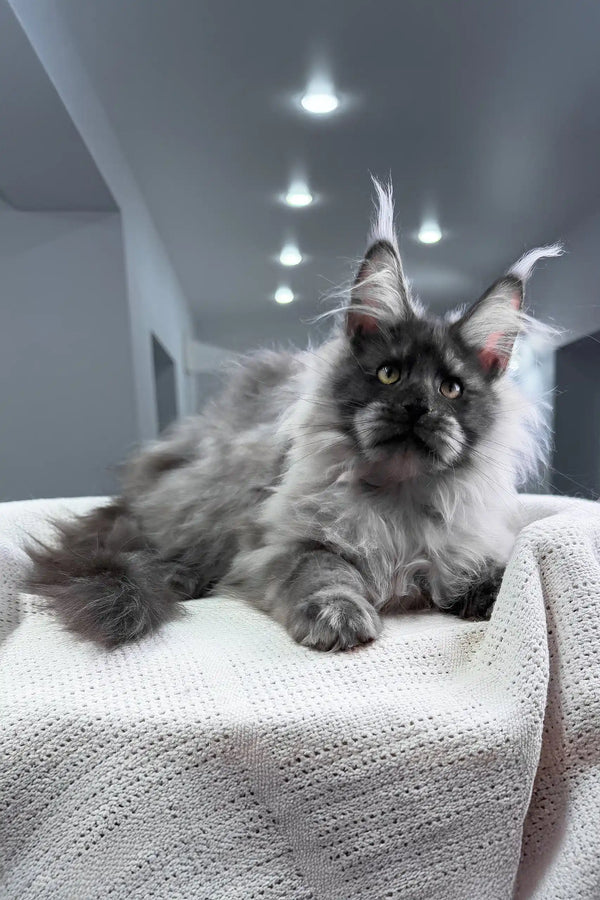 Nighthawk | maine coon kitten
