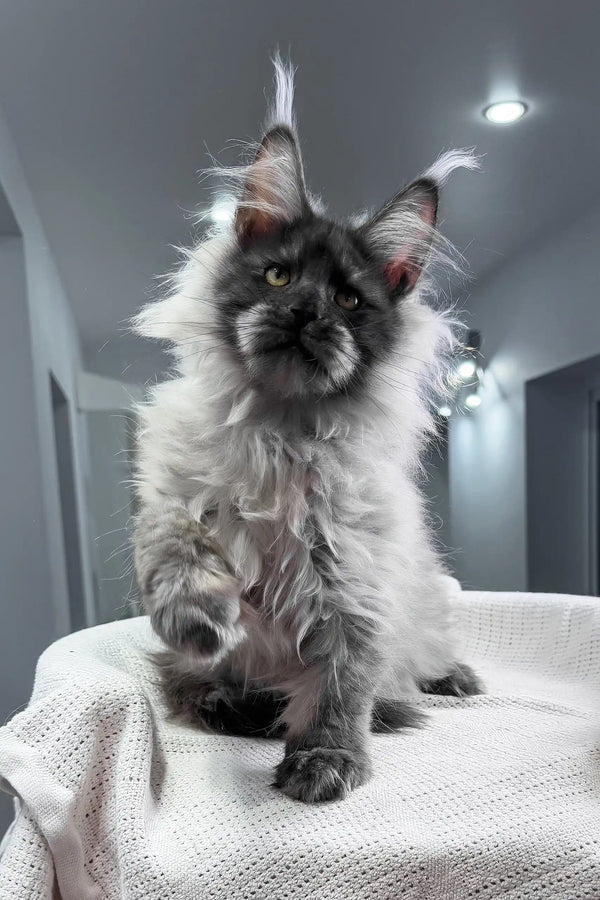 Nighthawk | maine coon kitten