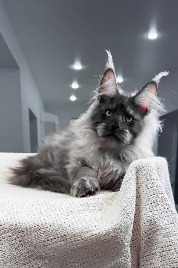 Nighthawk | maine coon kitten