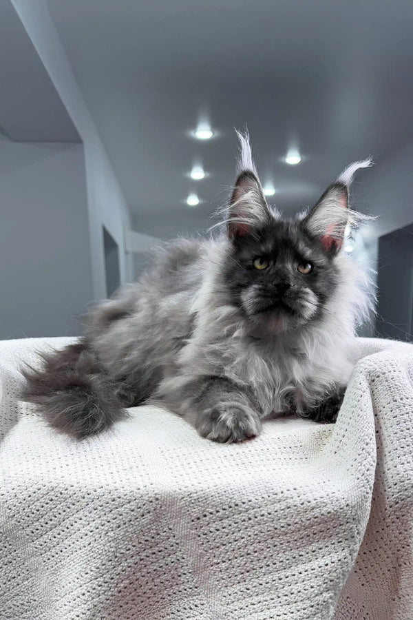 Nighthawk | maine coon kitten