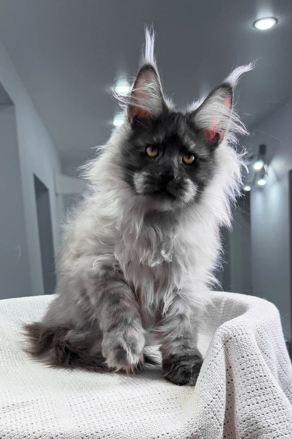 Nighthawk | maine coon kitten