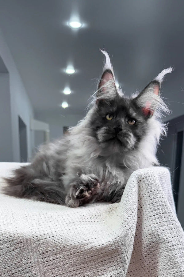Nighthawk | maine coon kitten
