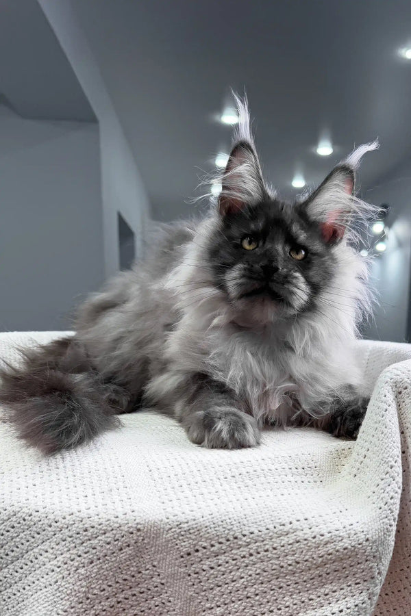 Nighthawk | maine coon kitten