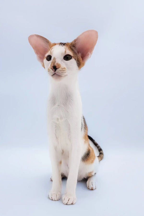 Niсоlette | oriental shorthair kitten