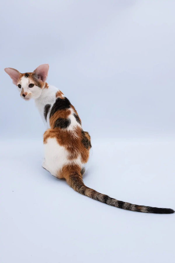 Niсоlette | oriental shorthair kitten