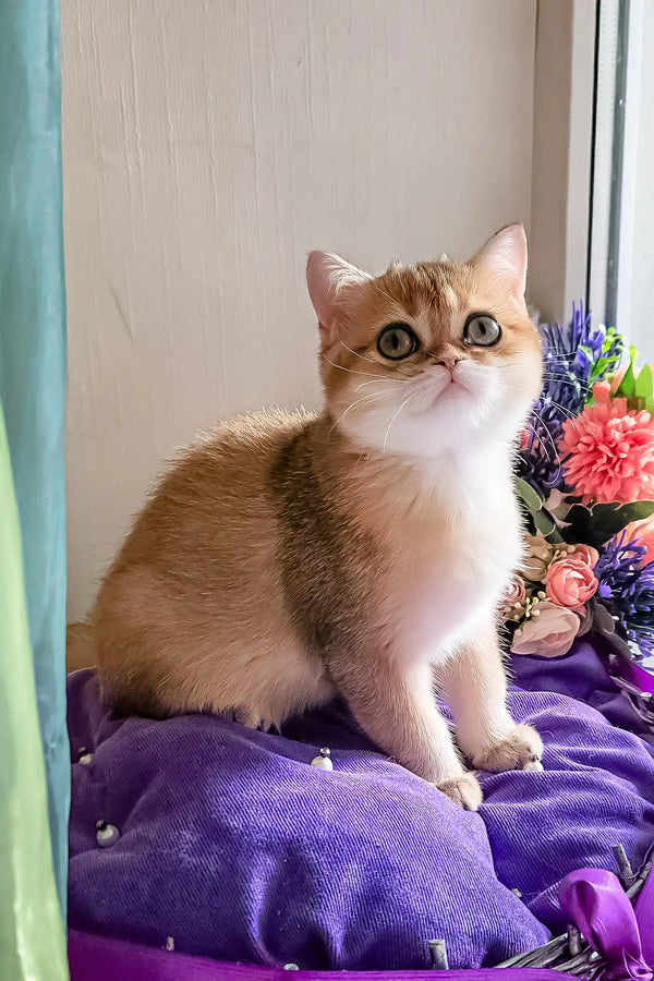 Nixsi | british shorthair kitten